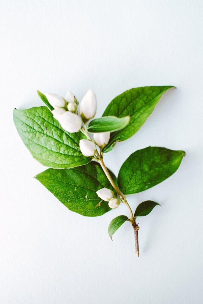 White Flower Buds