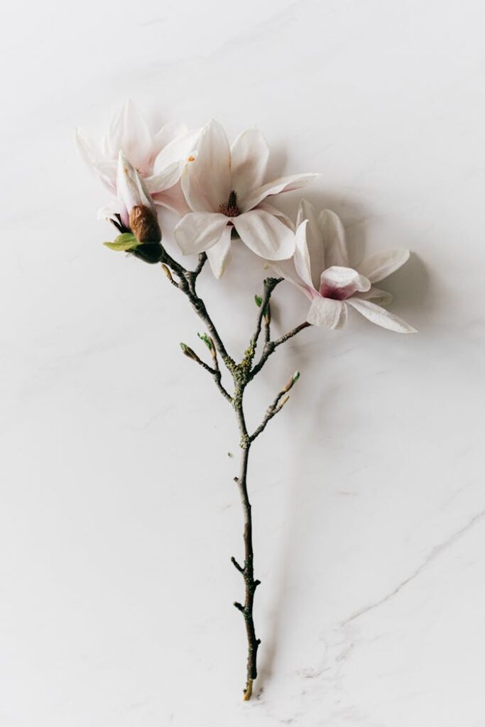 Delicate fresh Magnolia sprig on marble background