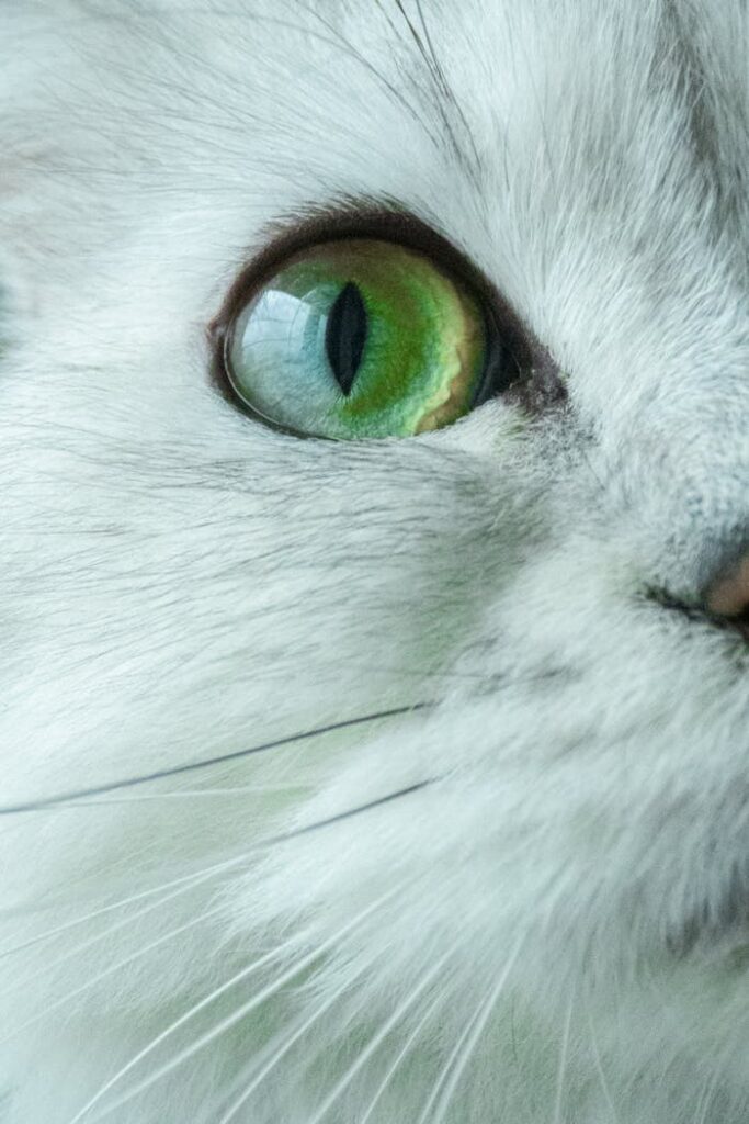 Close-Up of an Eye Cat